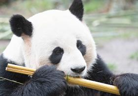 Зоопарк Вашингтона надеется на прибавление у большой панды