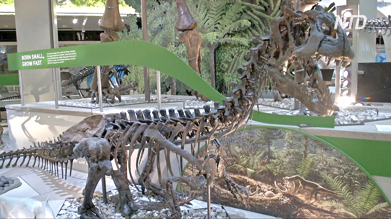 В Вашингтоне готовят грандиозную выставку скелетов динозавров