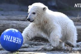 Белого медвежонка в Берлине назвали в честь футбольного клуба