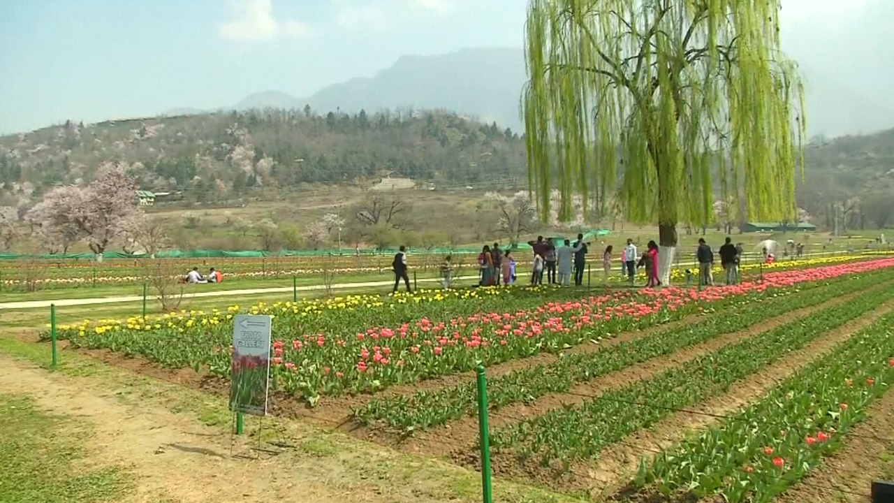 Самый большой в Азии сад тюльпанов радует гостей