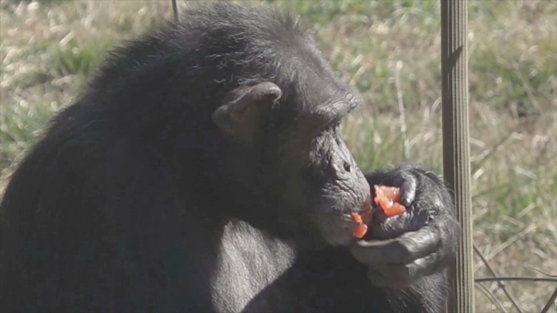 Заповедник в Испании дарит счастливую жизнь спасённым обезьянам