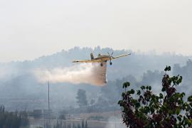 В Израиле испытали новый способ восстановления лесов после пожаров