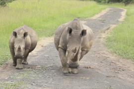 «Умные» камеры защищают носорогов в заповеднике ЮАР