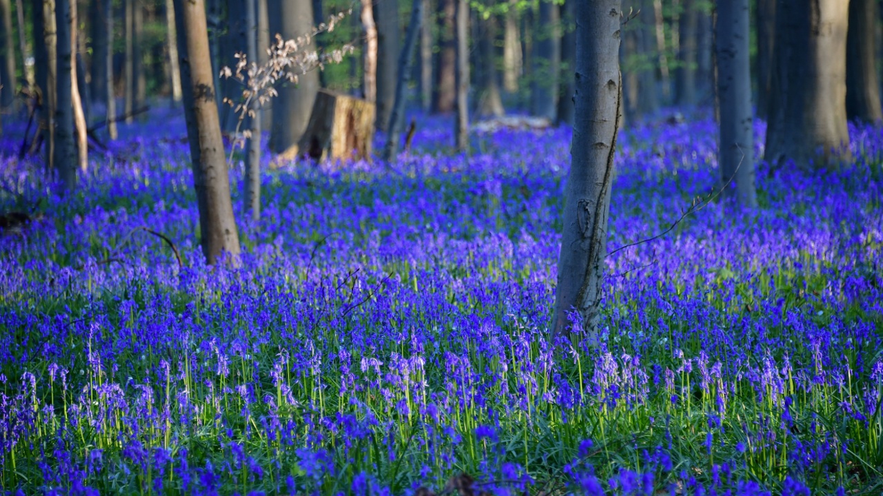 «Синий лес» в Бельгии украсили миллионы колокольчиков