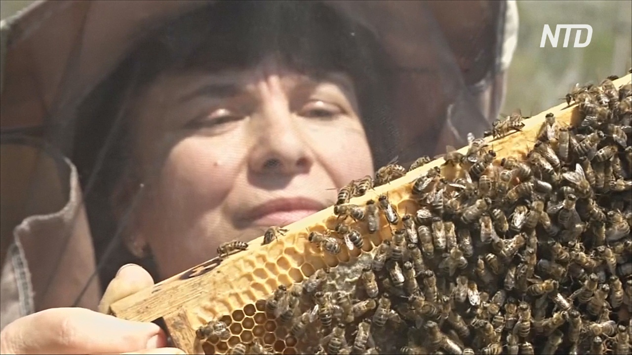 Краснодарский край может лишиться пчеловодства из-за гибели каштанов