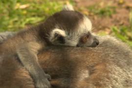 Вроцлавский зоопарк встретил весну беби-бумом