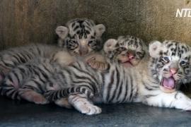 Зоопарк в Мексике показал детёнышей редкого белого тигра