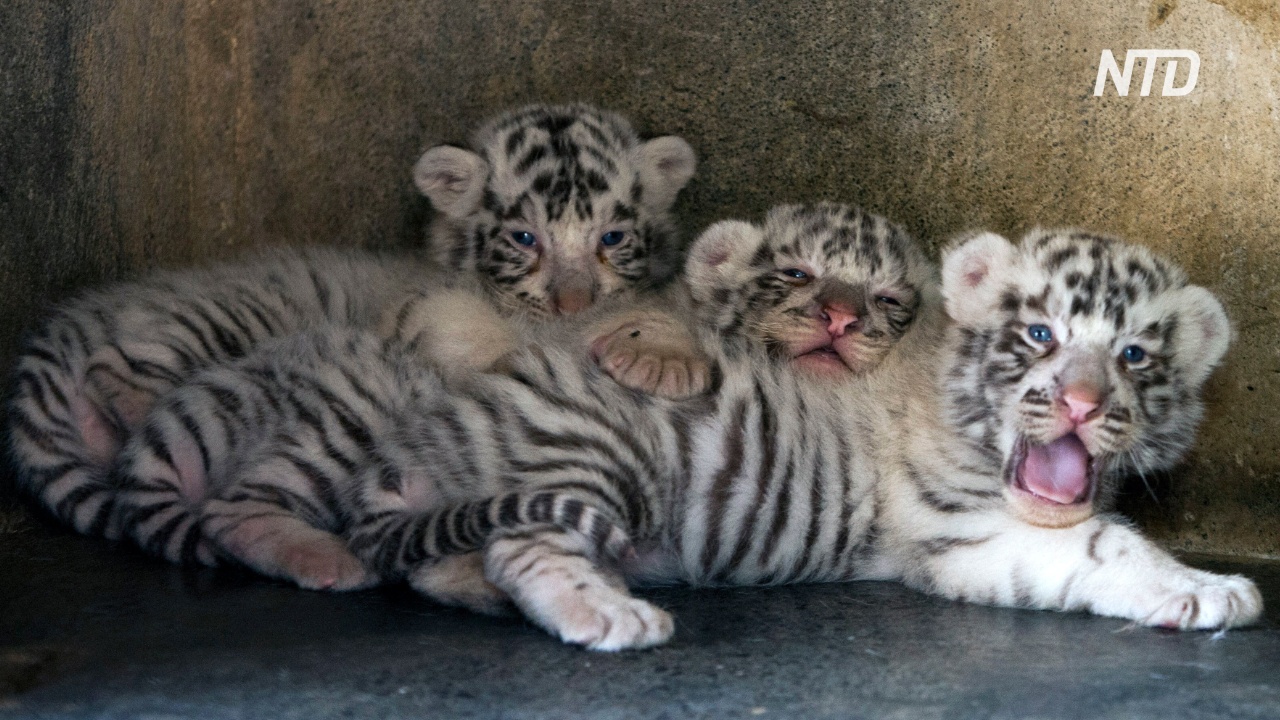 Зоопарк в Мексике показал детёнышей редкого белого тигра