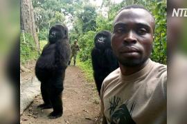 Автор вирусного селфи с гориллами рассказал, почему получилось такое фото