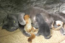 Крымская кошка усыновила четырёх бельчат