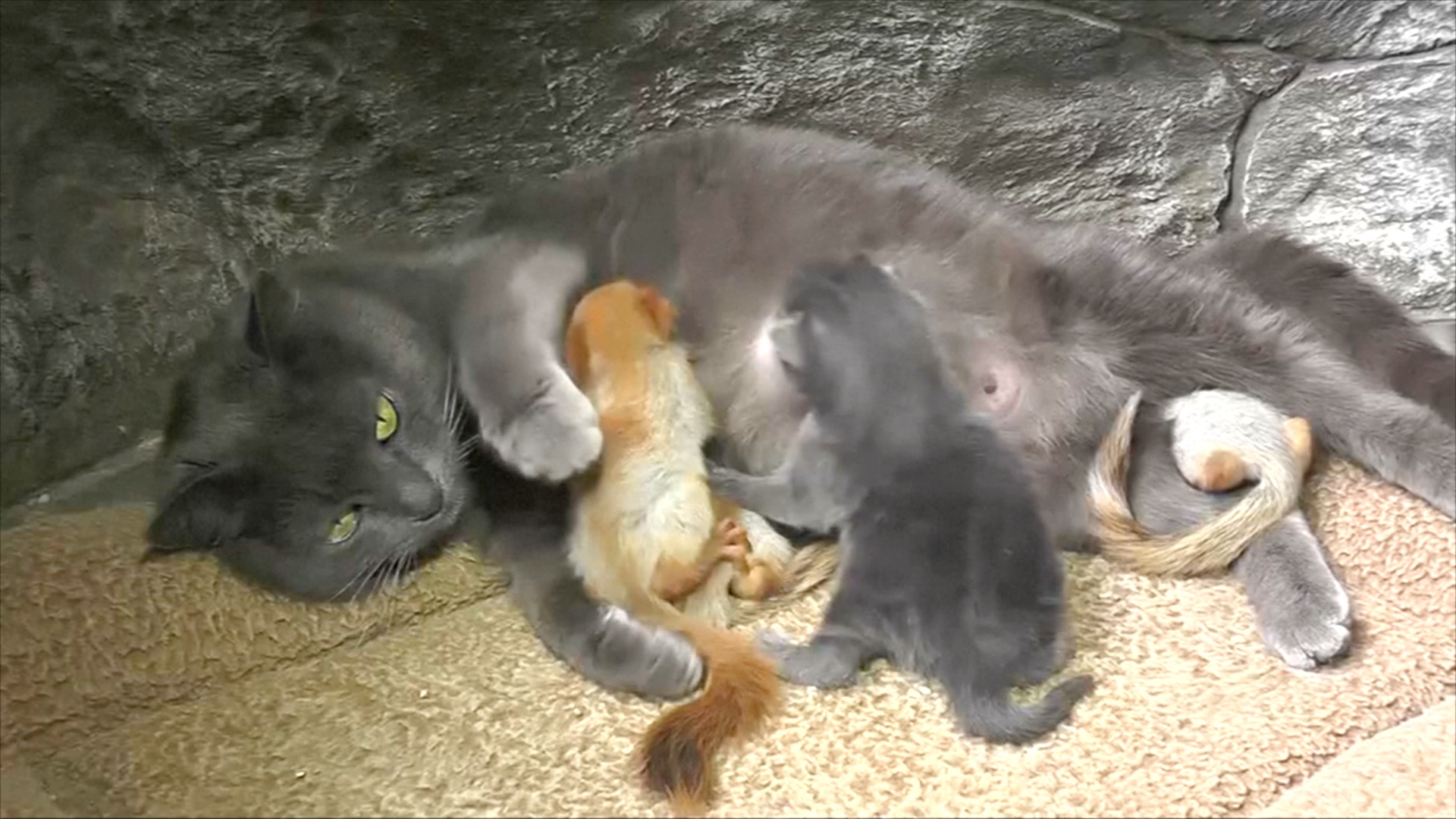 Крымская кошка усыновила четырёх бельчат