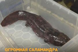 Древняя гигантская саламандра попала в Лондонский зоопарк