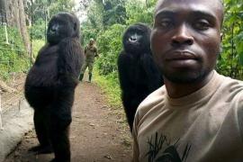 Как получились вирусные селфи с гориллами?