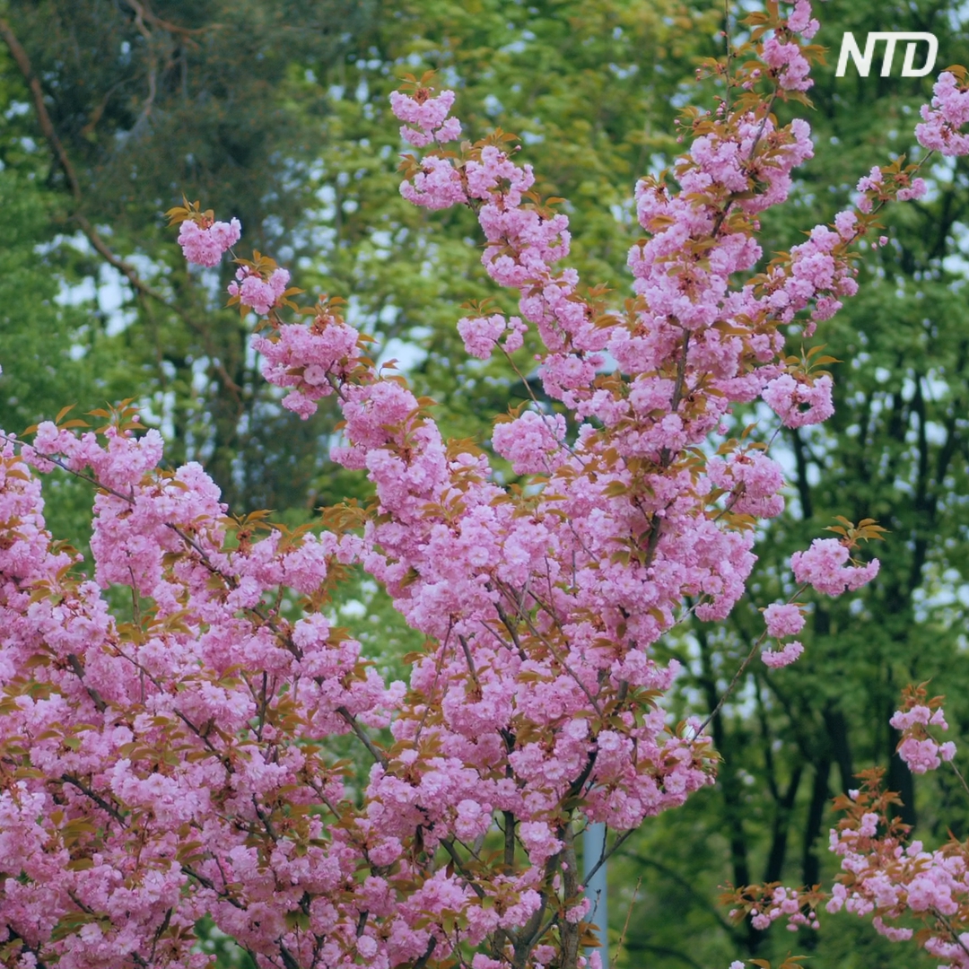 В киевском парке Киото цветут сакуры