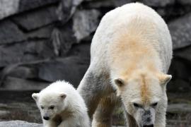Белый медвежонок впервые вышел на публику в зоопарке Берлина