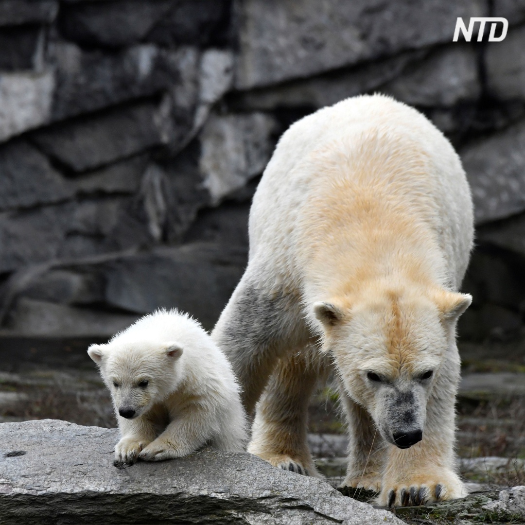 Белый медвежонок впервые вышел на публику в зоопарке Берлина