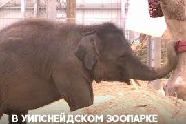 Учёные усложнили жизнь слонов, чтобы избавить их от депрессии