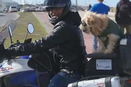 Человек и собака на мотоцикле: тысячи километров по Южной Америке
