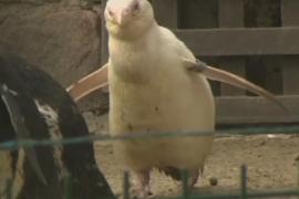 Единственного пингвина-альбиноса, живущего в неволе, показали в Польше