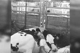 Подросток так подружился с коровой, что спит рядом с ней