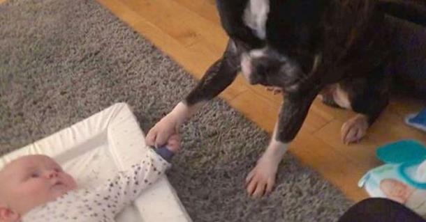 Мать сняла на видео, как пёс здоровается с младенцем