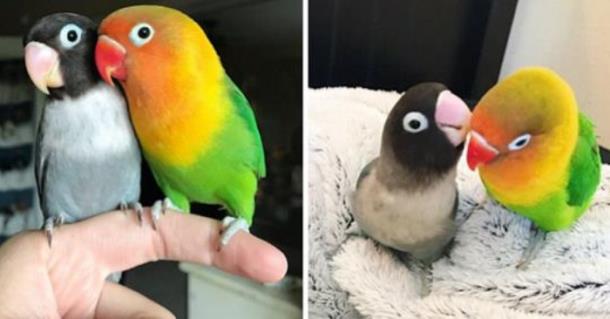 У разноцветного и серого попугаев появились необычные птенцы
