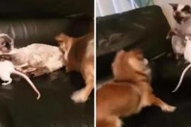 Кошка защищает друга-крысу от собаки
