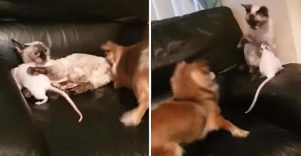 Кошка защищает друга-крысу от собаки