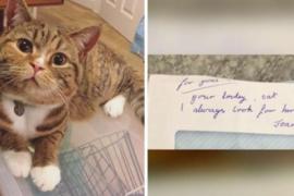 Любовное послание коту собрало 200 000 лайков