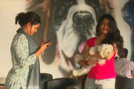 На юге Индии впервые открылось кафе для собак