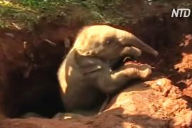 В Шри-Ланке спасли двух слонят, упавших в яму