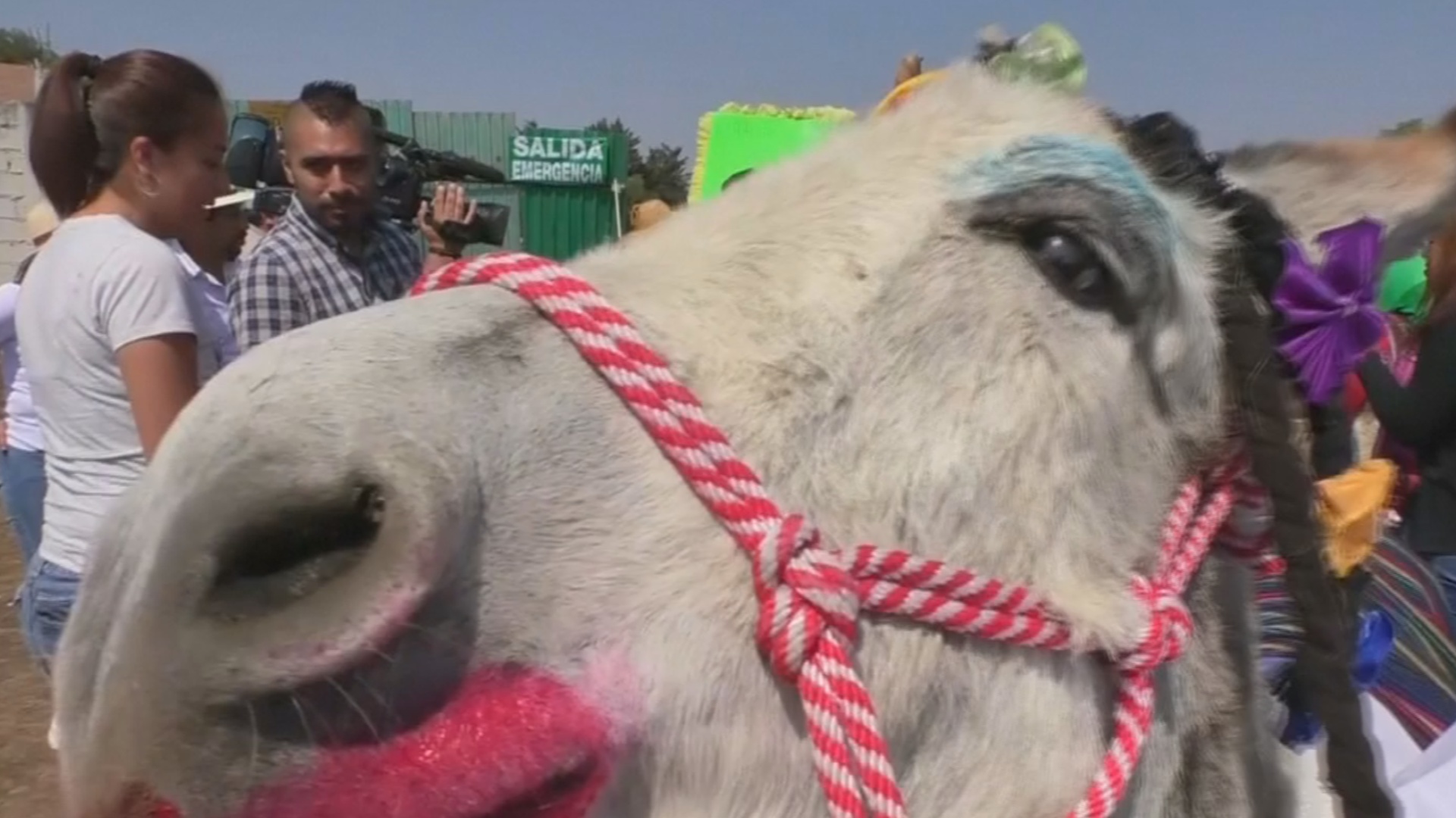 Мексиканский городок отпраздновал День трудолюбивого осла