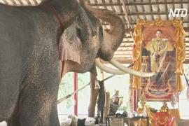 В Таиланде готовятся подарить слона Раме X в честь коронации
