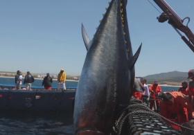 В Испании охотятся на тунца древним методом альмадраба