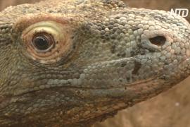 В Лондонском зоопарке живёт комодский дракон по кличке Ганас