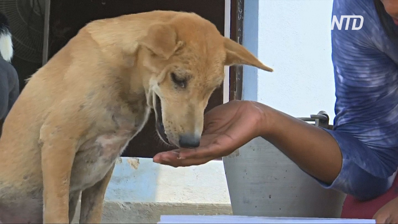 В Индии после циклона «Фани» спасают бездомных животных