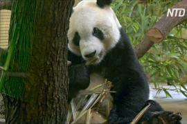 В Австрии представили новоприбывшую большую панду