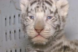 В чилийском зоопарке три белых тигрёнка прошли первый осмотр