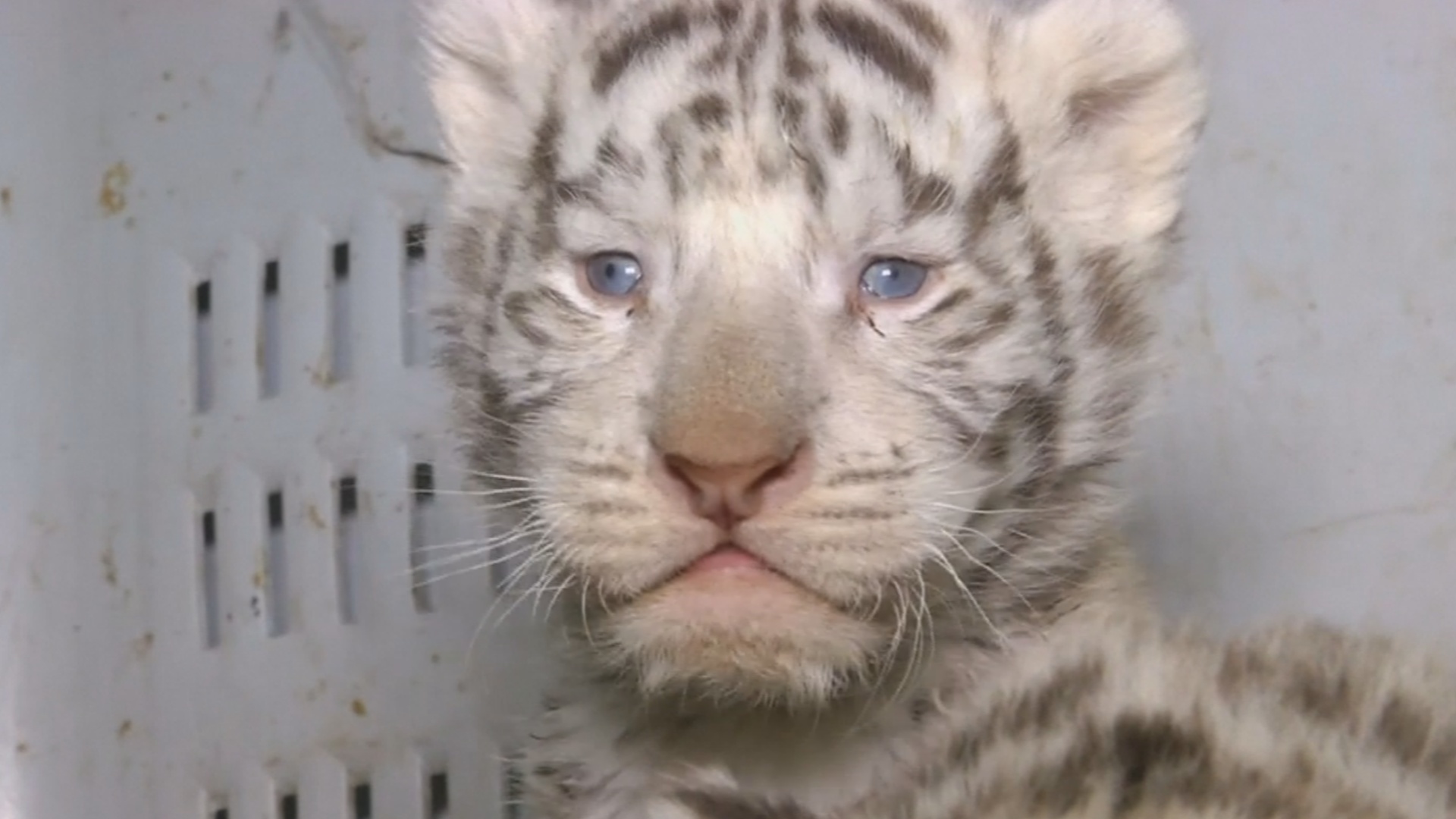 В чилийском зоопарке три белых тигрёнка прошли первый осмотр