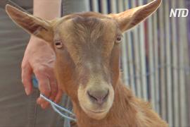 Как козы спасают от сорняков нью-йоркский Риверсайд-парк