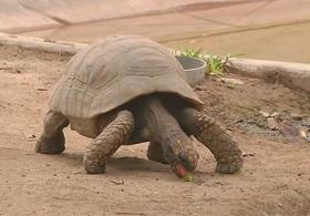 Всемирный день черепахи празднуют в зоопарке Лимы