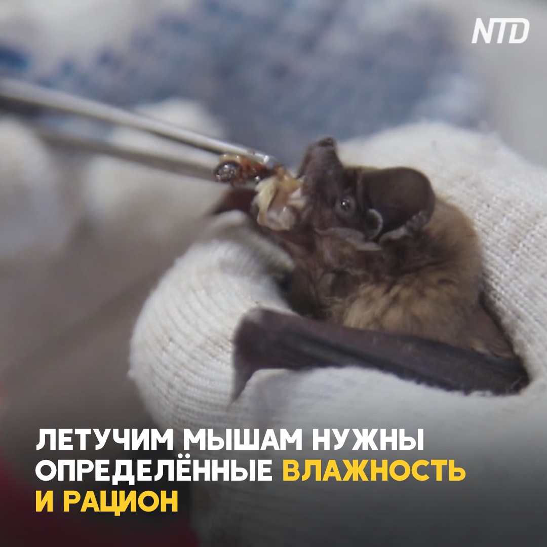 Жительница Воронежа выхаживает в своей квартире летучих мышей