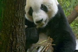 В венский зоопарк привезли новую панду
