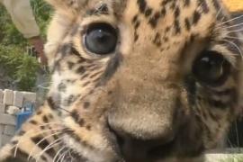 Новорождённого ягуара-непоседу показали в зоопарке Мексики