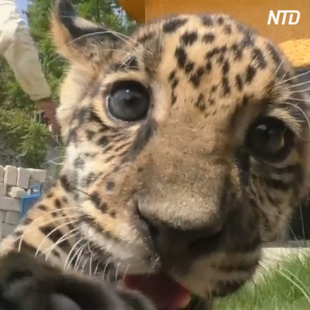 Новорождённого ягуара-непоседу показали в зоопарке Мексики