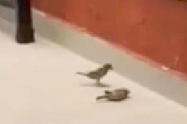 Птичья реанимация: маленькая птица возвращает друга к жизни