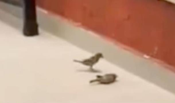 Птичья реанимация: маленькая птица возвращает друга к жизни