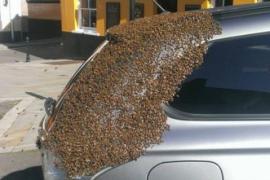 Рой из 20 000 пчёл захватил автомобиль