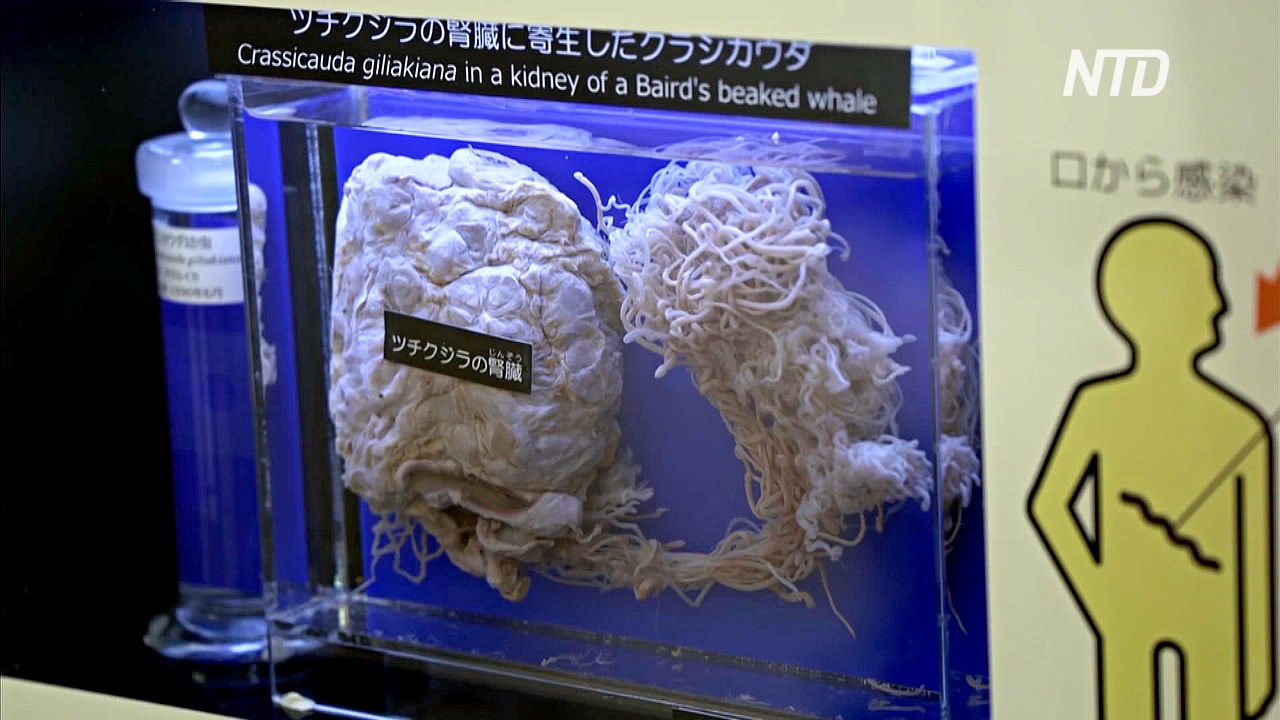 Музей паразитов в Токио привлекает туристов солитёрами и клещами