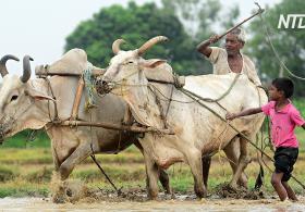 Засуха заставляет фермеров Индии продавать свой скот